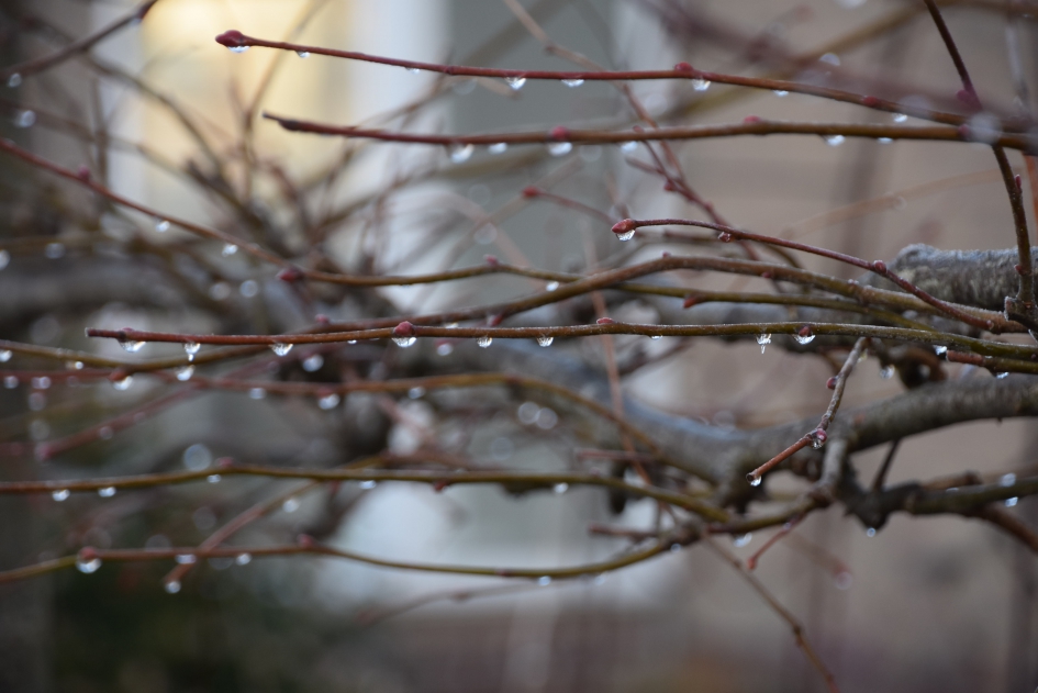 Bevroren druppels - Planten - 