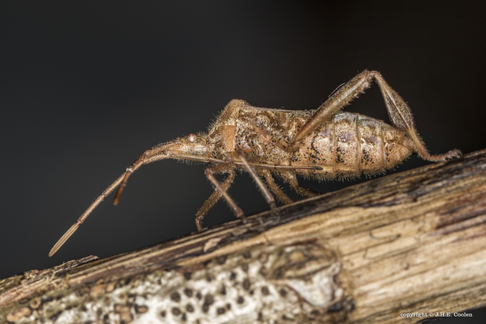 Bladpootrandwants (Leptoglossus occidentalis) - Geleedpotigen - Bladpootrandwants