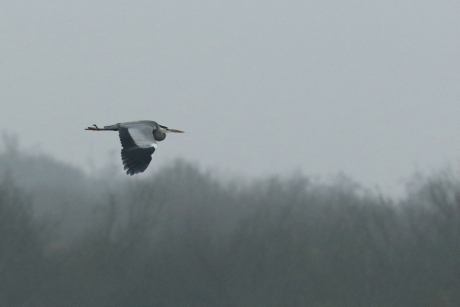 blauwe reiger