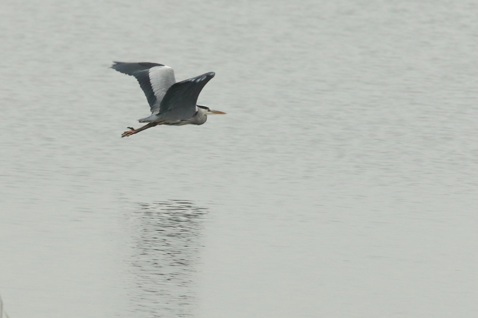 blauwe reiger - Vogels - blauwe reiger