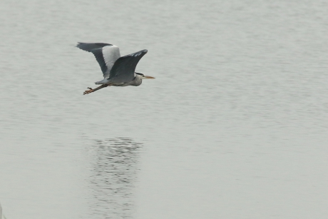 blauwe reiger