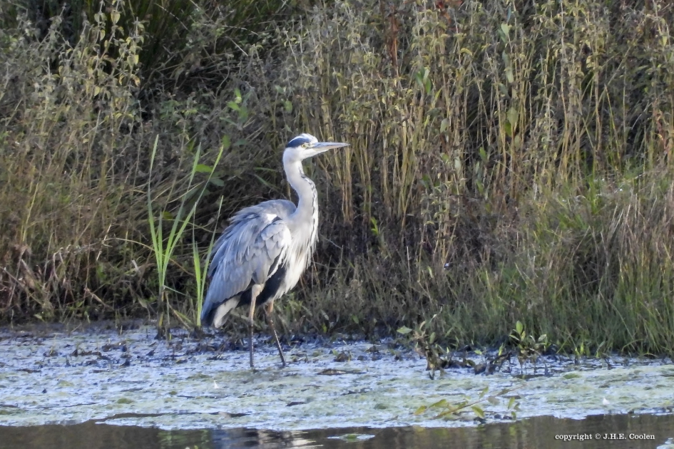 Blauwe reiger - Vogels - Blauwe reiger
