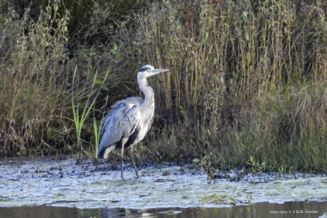 Blauwe reiger