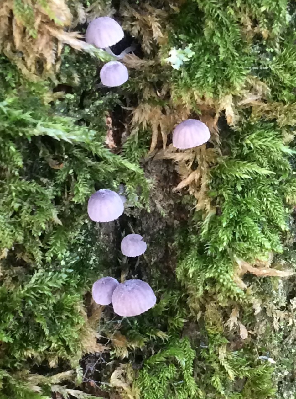 Blauwgrijze schorsmycena - Schimmels - Blauwgrijzeschorsmycena