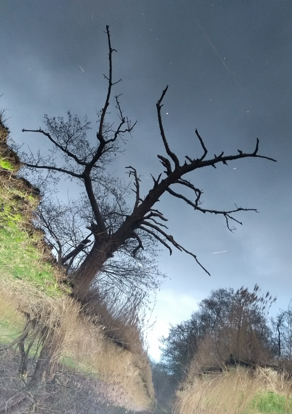 boom - Weer en landschap - 