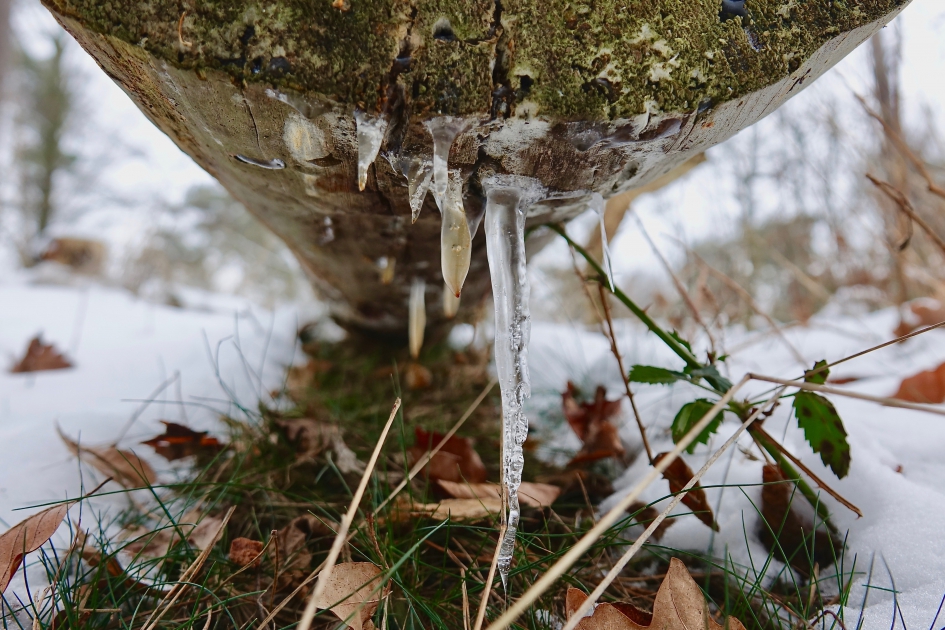 Boompegel - Weer en landschap - 