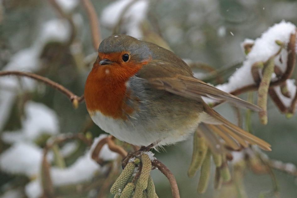 Brrr, even schuilen in de hazelaar - Vogels - Roodborst