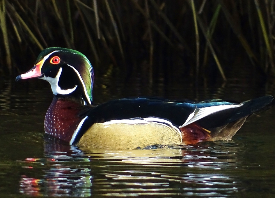 Carolina-eend - Vogels - 
