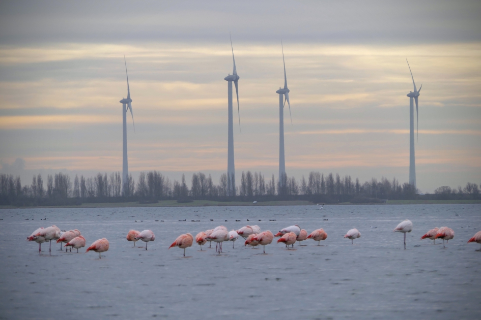 "Contrast" - Vogels - Flamingo's