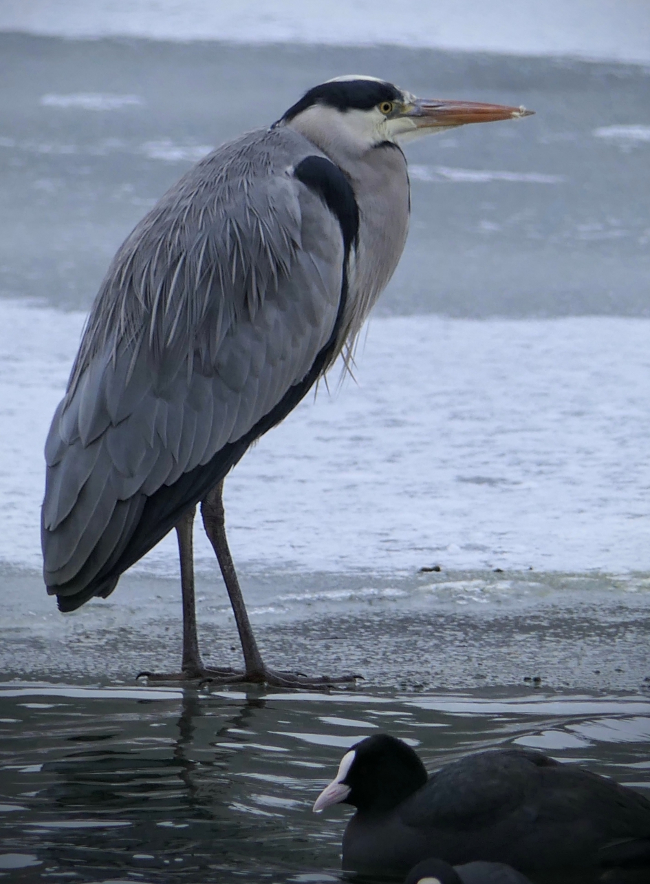 Daar staat ie dan op het ijs. - Vogels - Blauwe reiger