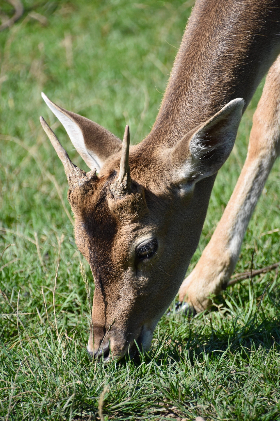 Damhertje - Zoogdieren - 
