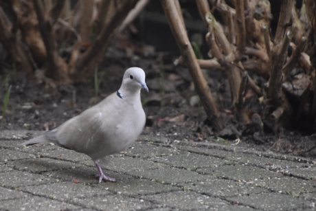 Dan op de grond de restjes maar zoeken