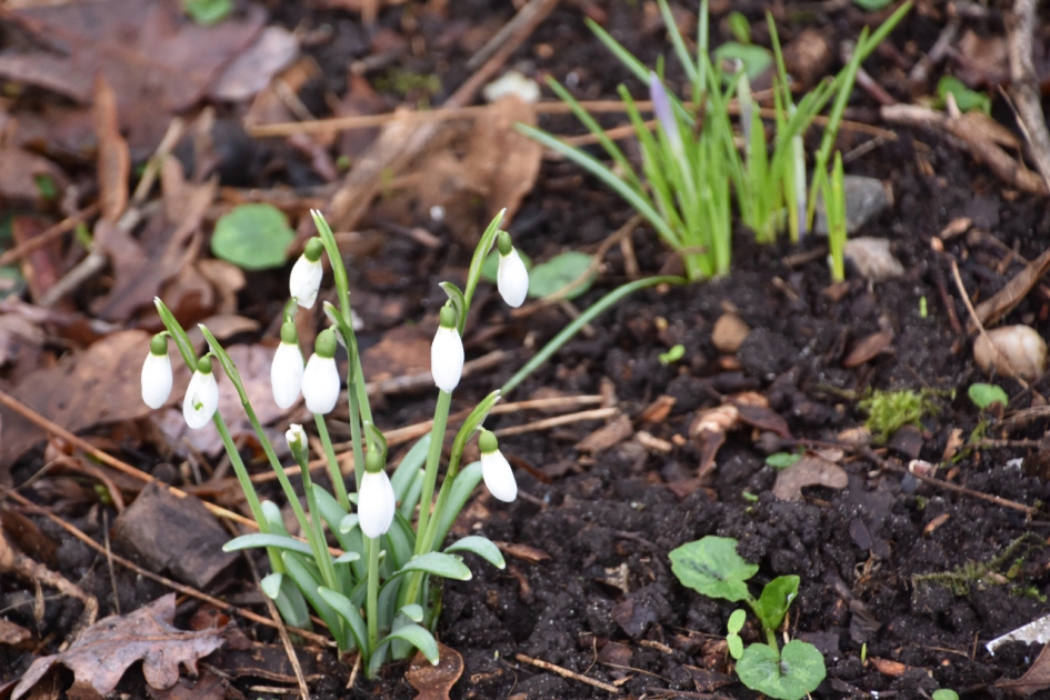 De eerste sneeuwklokjes en krokusjes - Planten - 