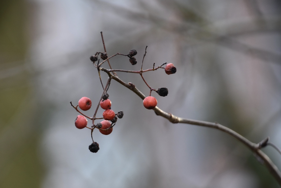 De laatste besjes - Planten - 