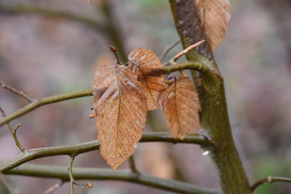 De laatste blaadjes... - Planten - 
