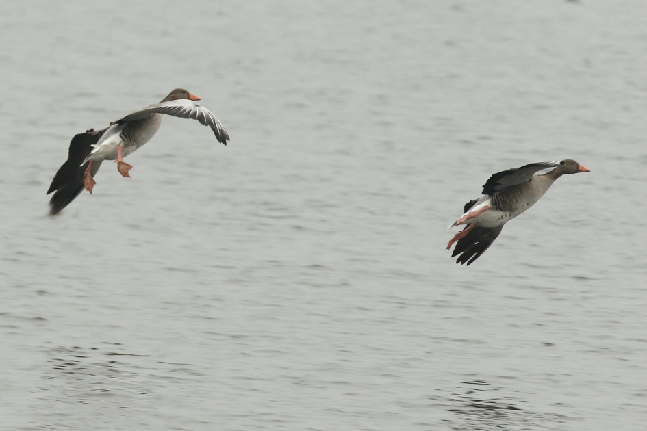 de landing - Vogels - grauwe gans