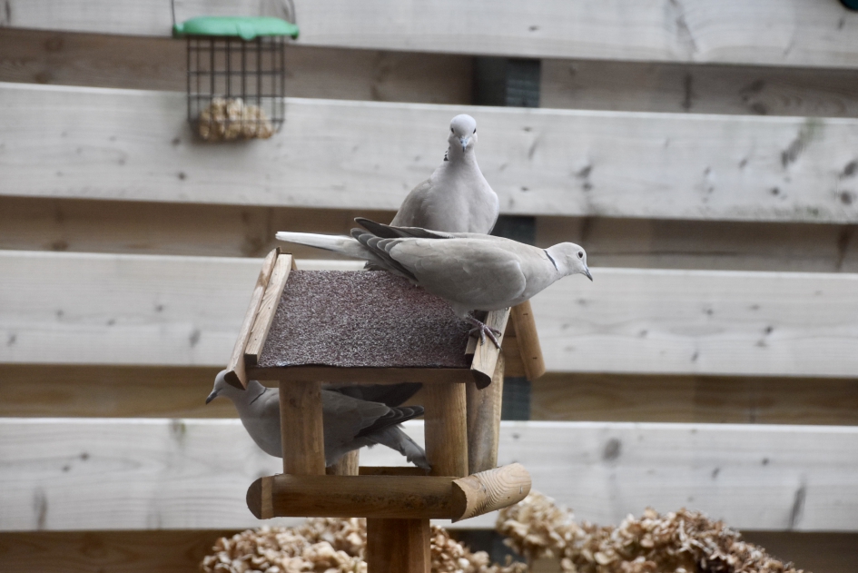 De volgende... - Vogels - 