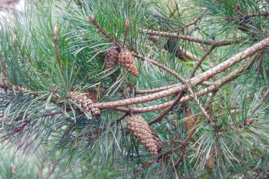 Spar- of dennenappels - Planten - 