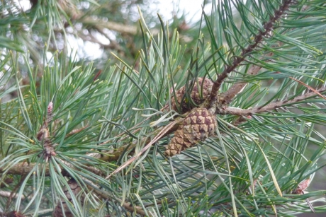 Dennenappel of sparappel