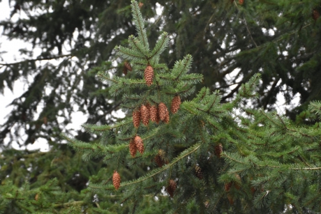 Dennenboom met appels