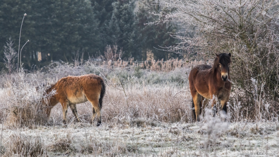 Diepvries eten - Zoogdieren - Exmoorpony