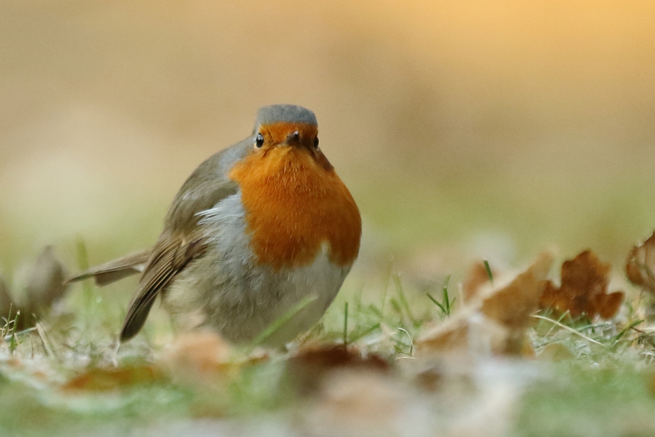 dikdoenerij - Vogels - roodborst