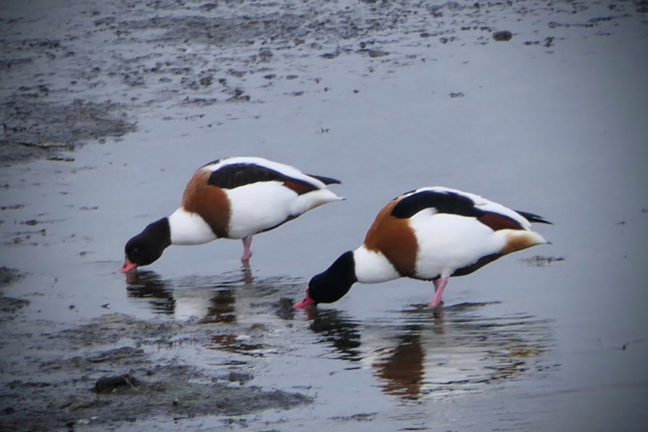 Diner voor twee. - Vogels - Bergeend