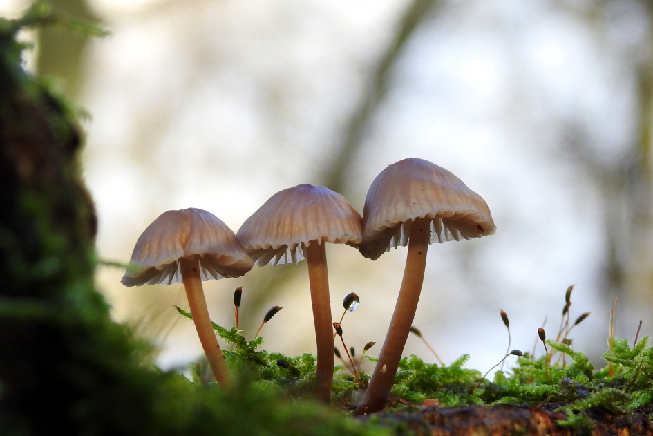 Drie op een rij - Schimmels - Mycena