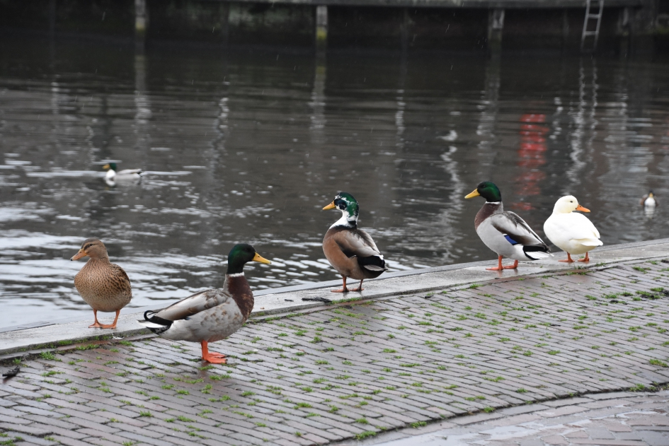 Druk aan de kade - Vogels - 