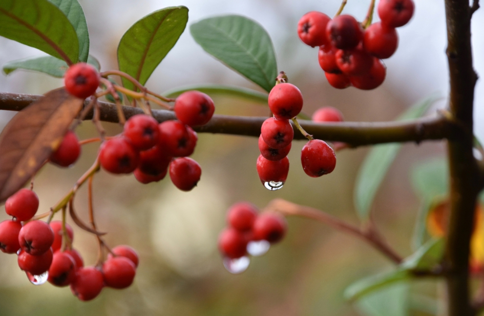 Druppels aan de bessen - Planten - 
