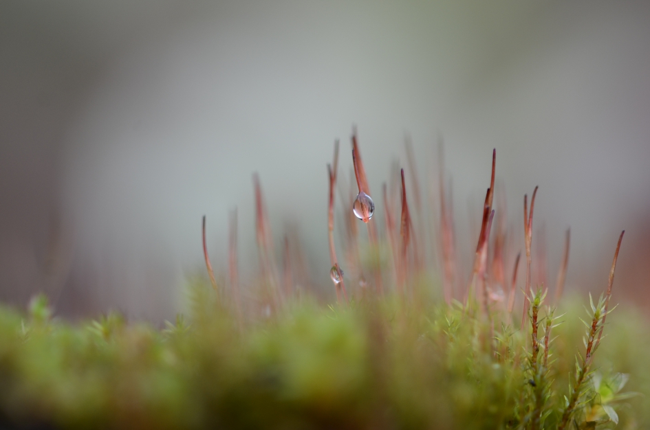 Druppeltje - Planten - mos