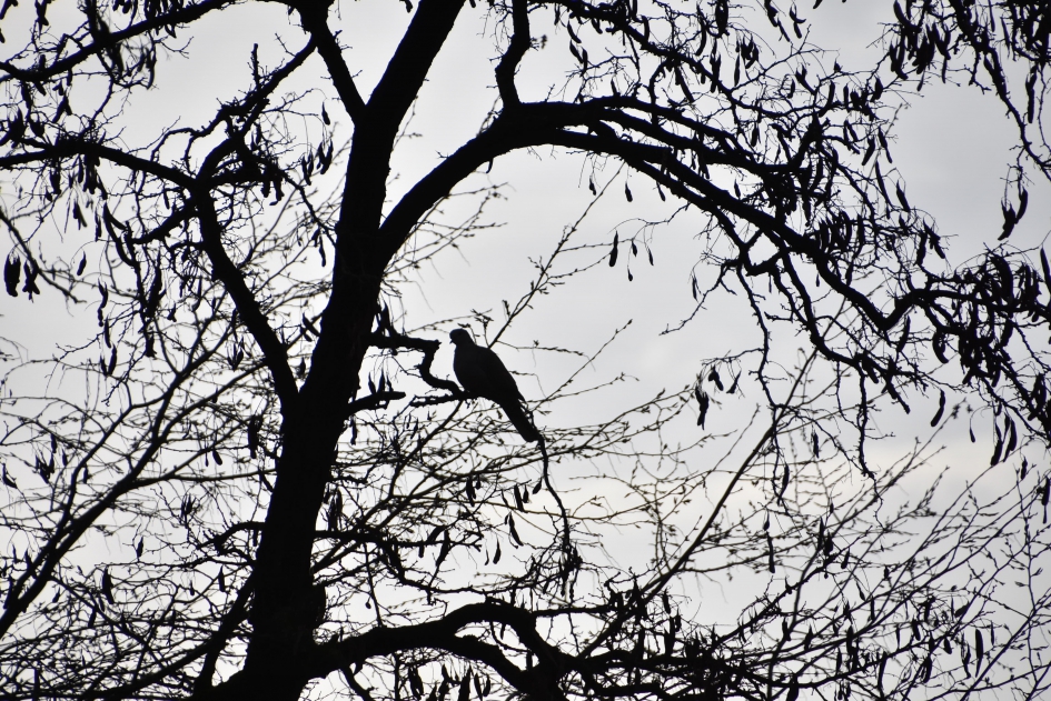 Duif in boom - Vogels - 