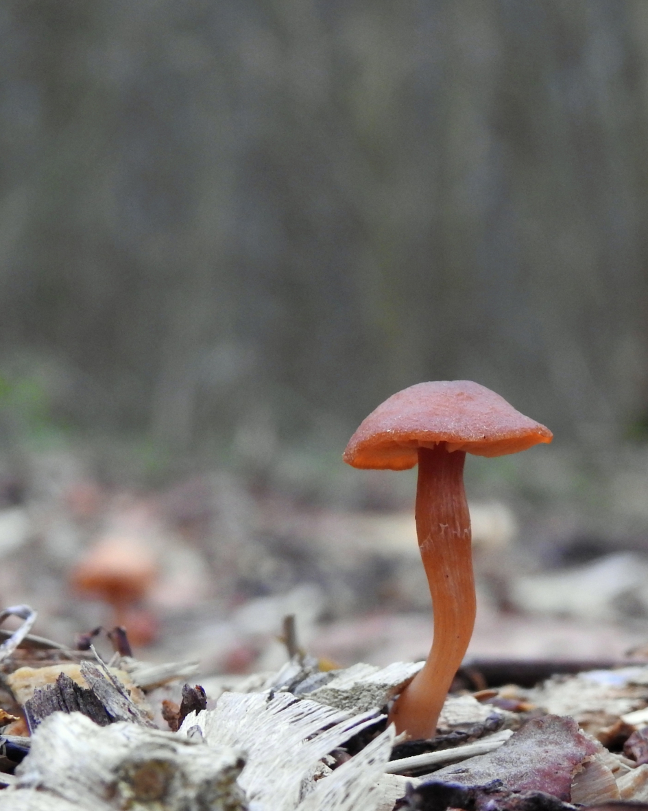 Een grijze dag - Schimmels - Gewoon donsvoetje