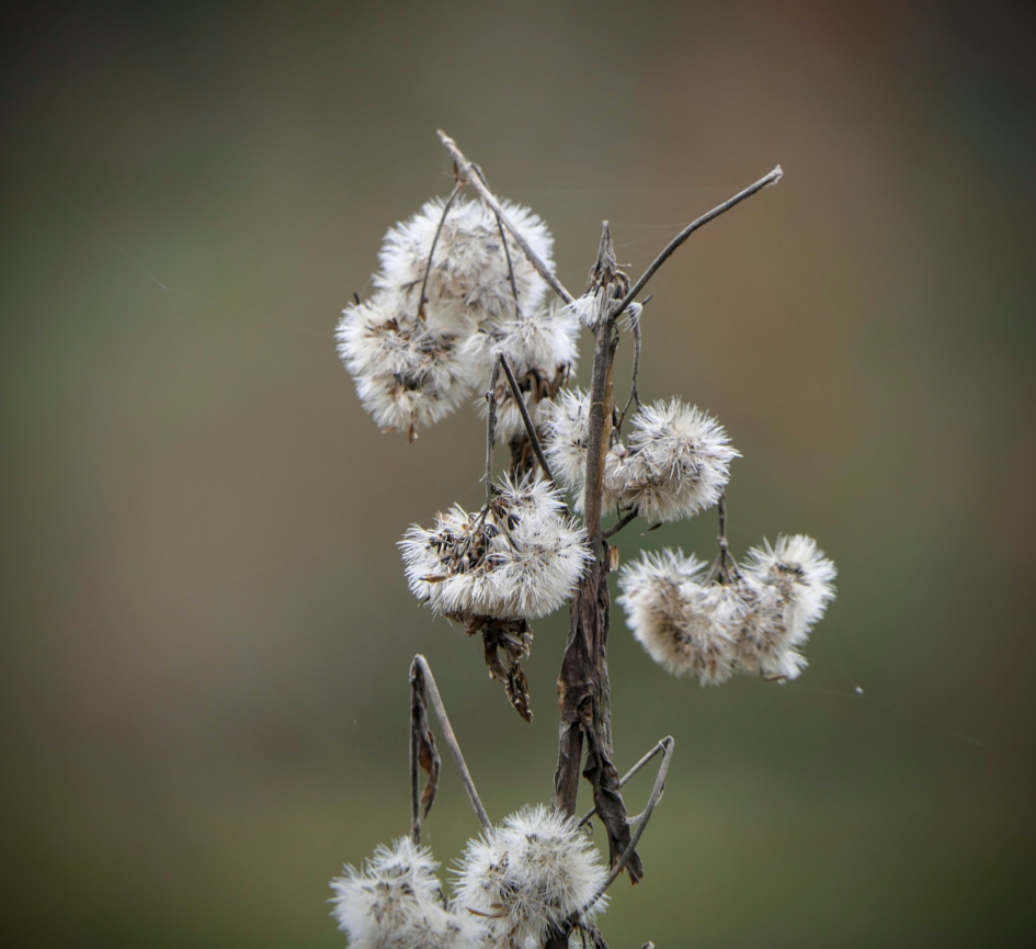 Een mooi "oudje" - Planten - Schaduwkruiskruit