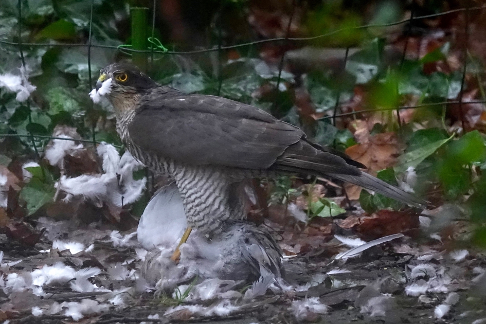 Een plof en veren in de ochtendschemering - Vogels - Sperwer