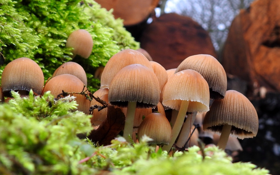 En maar zwammen.... - Schimmels - Gewone glimmerinktzwam