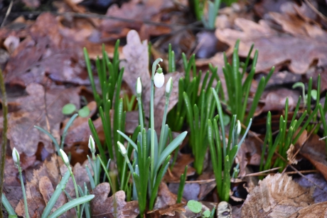 Er zijn er al een paar boven de grond