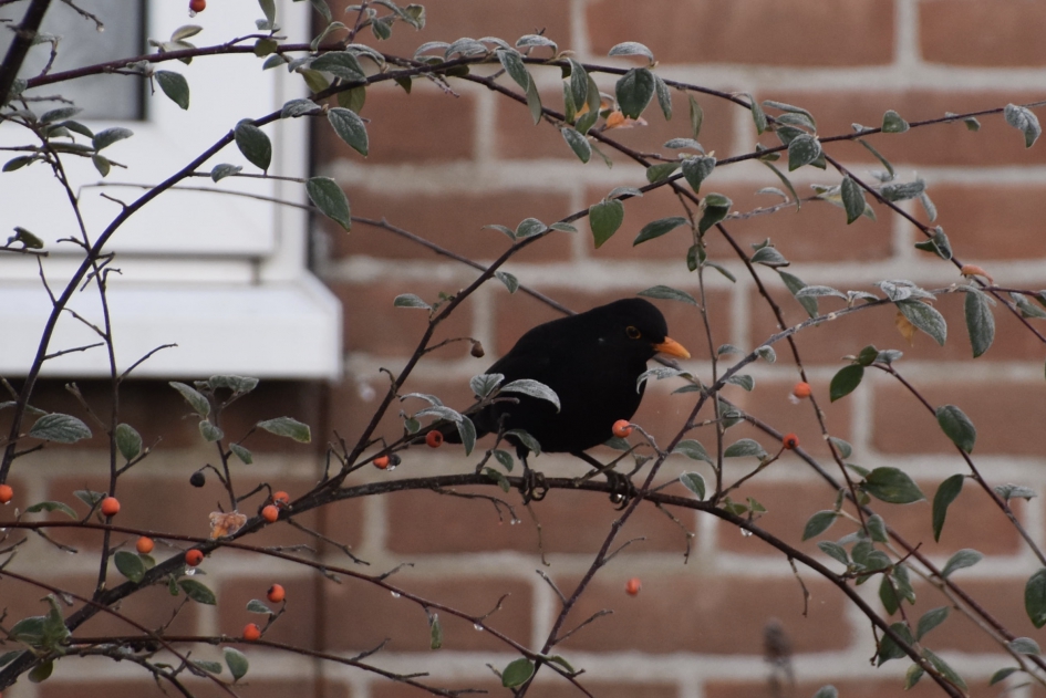 Er zijn er nog een paar... - Vogels - 