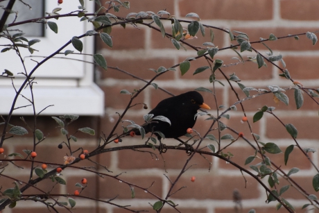 Er zijn er nog een paar...