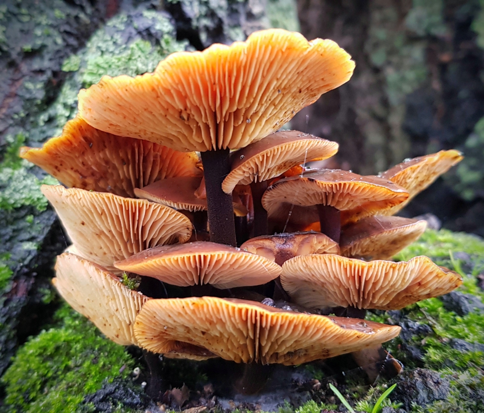 "Etagere" - Schimmels - Fluweelpootje