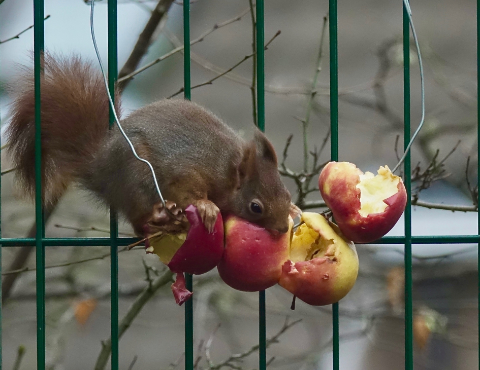Extra vitamientjes - Zoogdieren - Eekhoorn