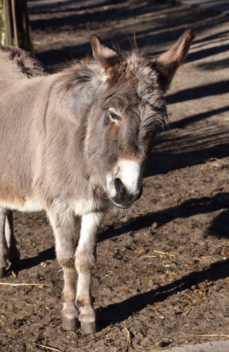 Ezeltje - Zoogdieren - 
