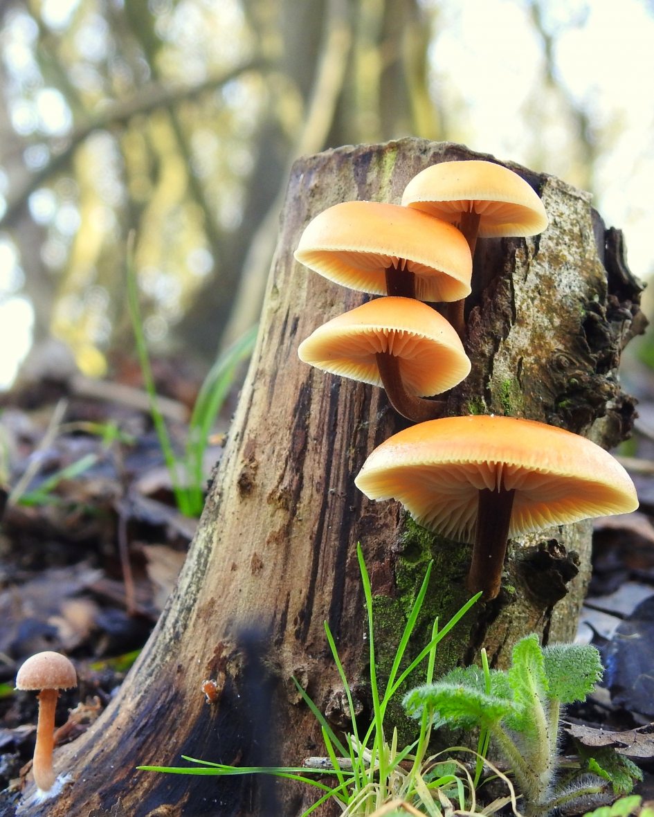 Fluwelen pootjes - Schimmels - Fluweelpootje