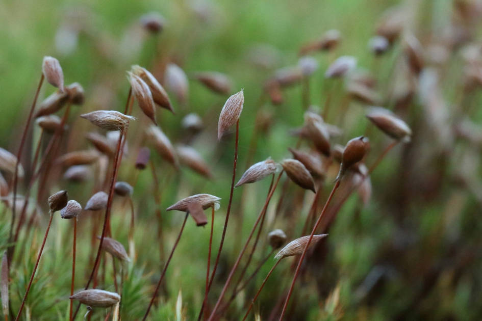 fraai haarmos - Planten - fraai haarmos