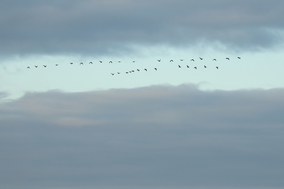 ganzentrek - Vogels - 