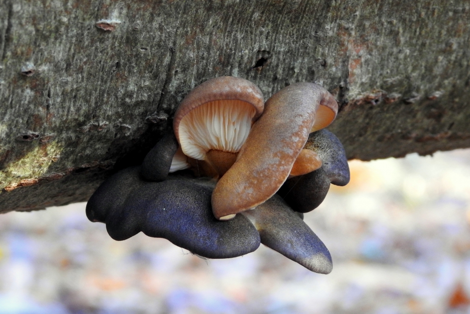Gebroederlijk bij elkaar - Schimmels - Groene schelpzwam