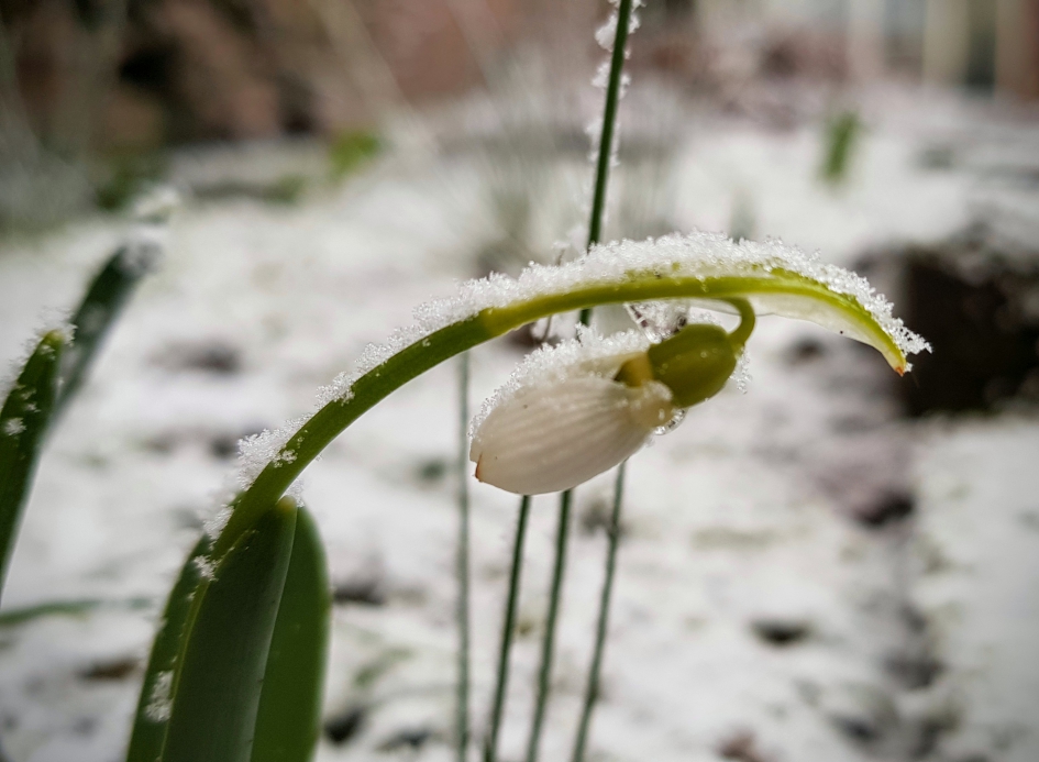 Gebukt onder...... - Planten - Sneeuwklokje