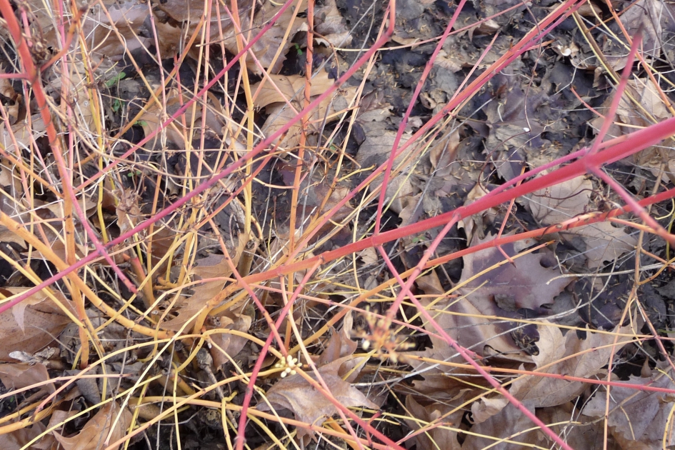 Geel-Rood - Planten - 