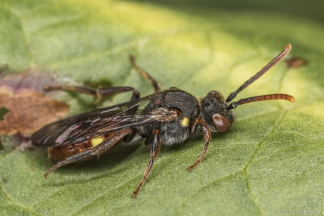 Geelschouderwespbij (Nomada ferruginata)
