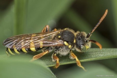 Geelzwarte wespbij (Nomada succincta)